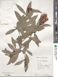 Melaleuca quinquenervia image