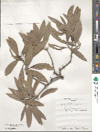 Melaleuca quinquenervia image