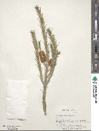 Melaleuca armillaris image