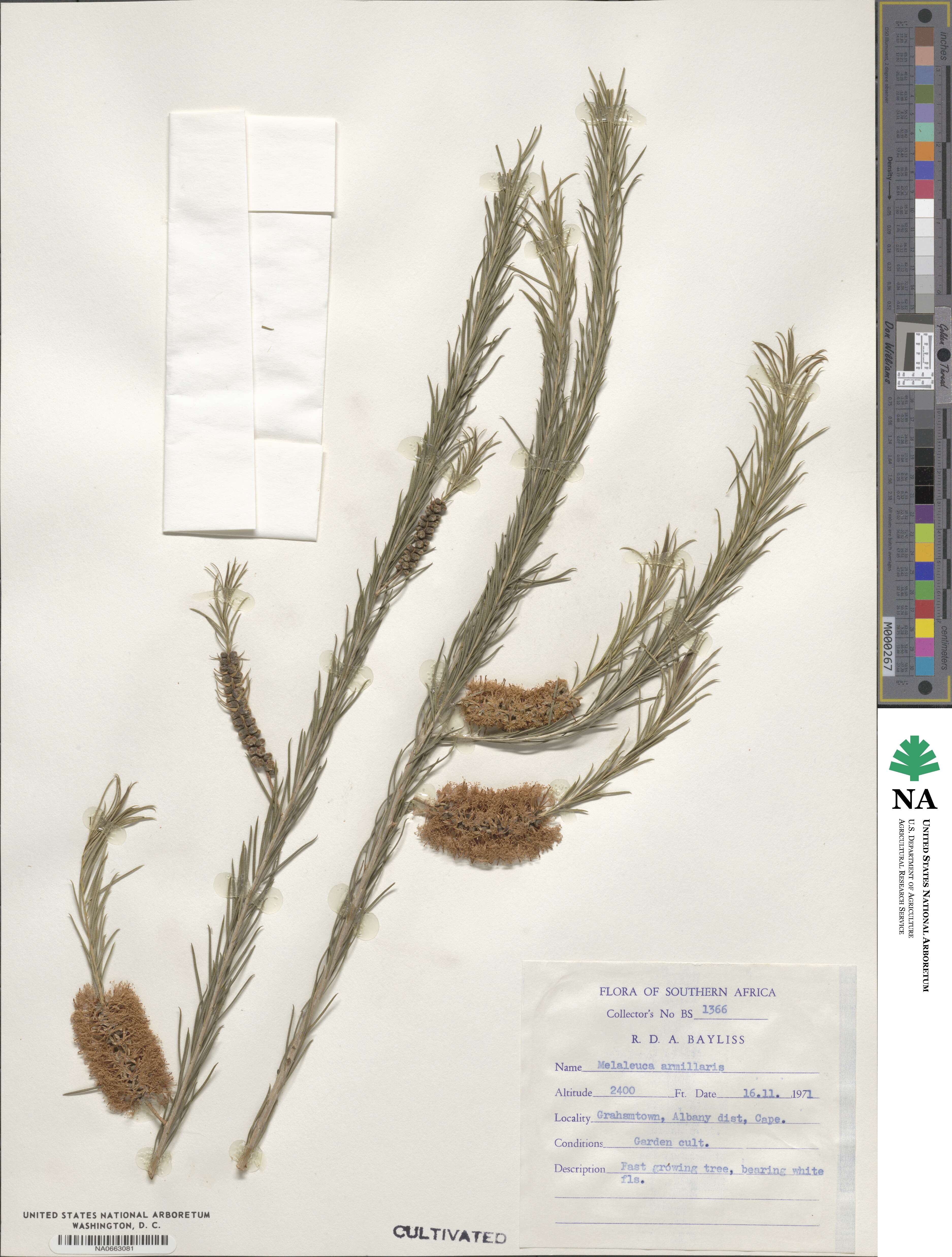 Melaleuca armillaris image