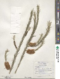 Melaleuca armillaris image