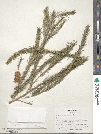 Melaleuca armillaris image