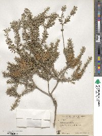 Melaleuca armillaris image