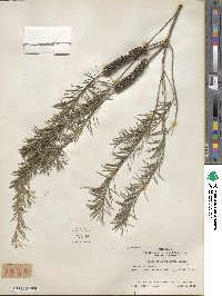 Melaleuca armillaris image