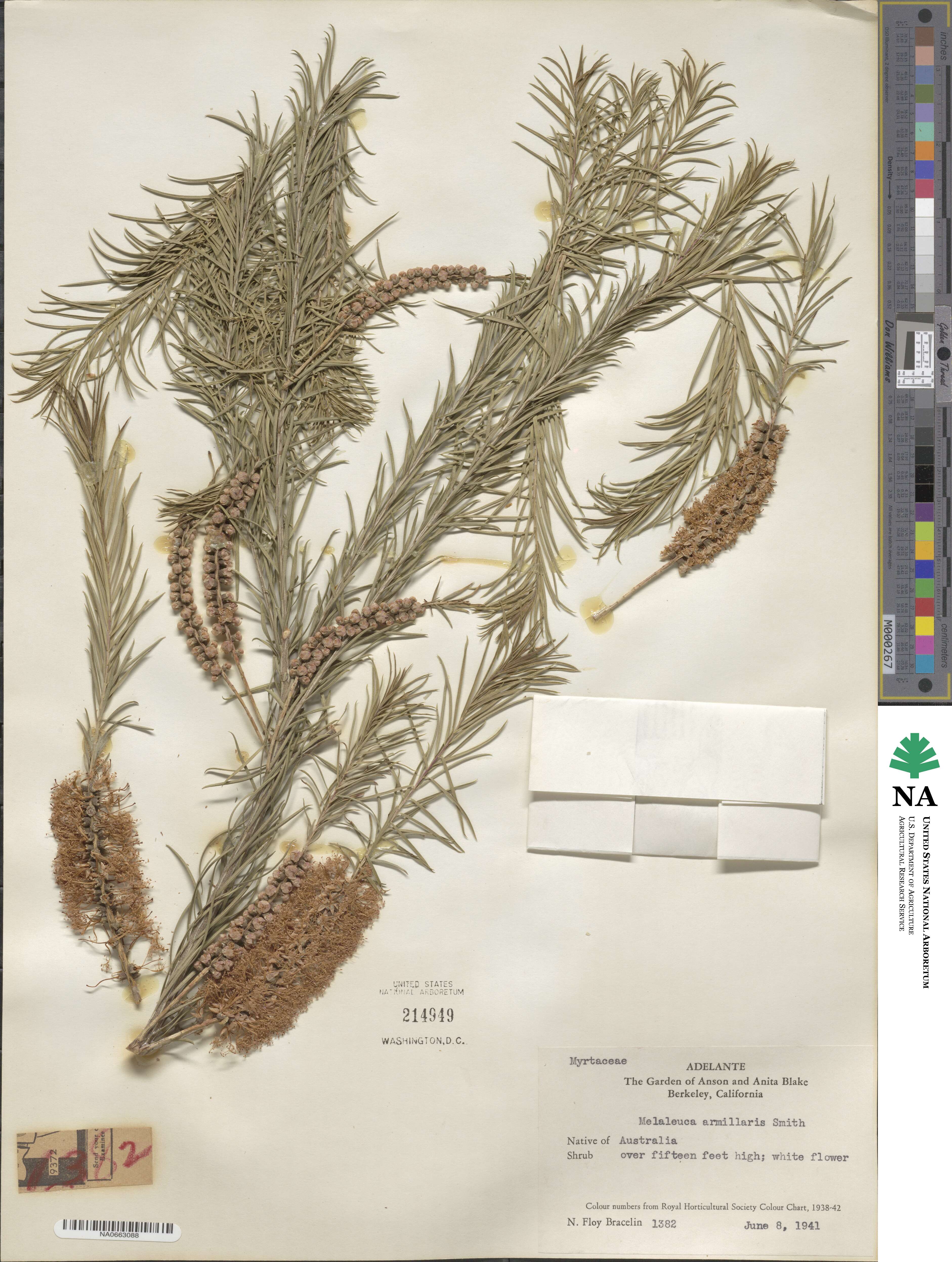 Melaleuca armillaris image