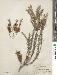 Melaleuca armillaris image