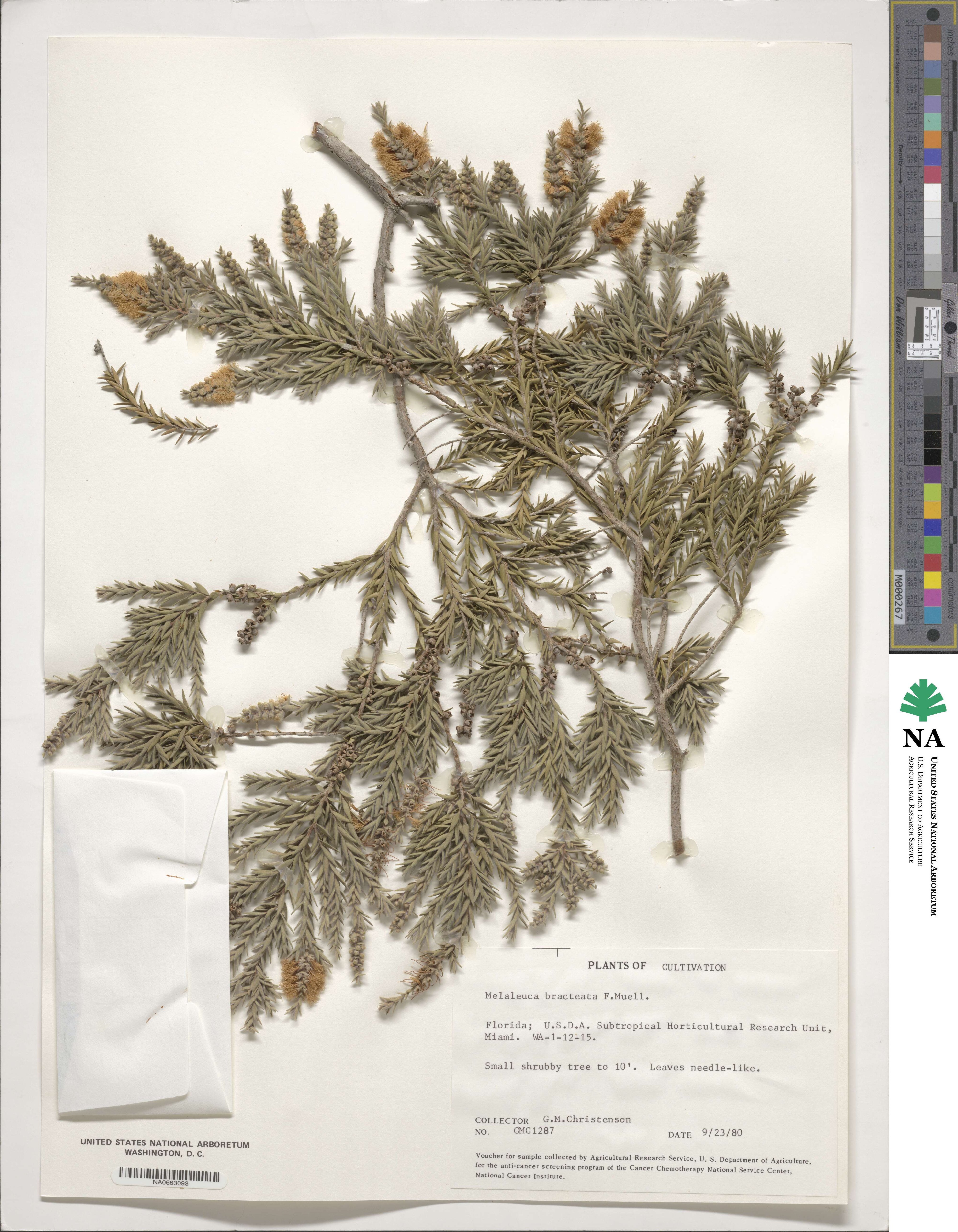 Melaleuca bracteata image