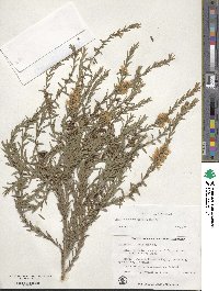 Melaleuca bracteata image