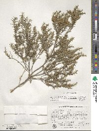 Melaleuca bracteata image