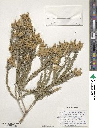 Melaleuca bracteata image