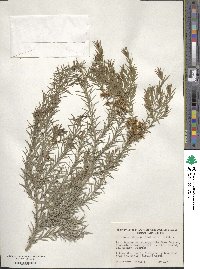 Melaleuca decora image