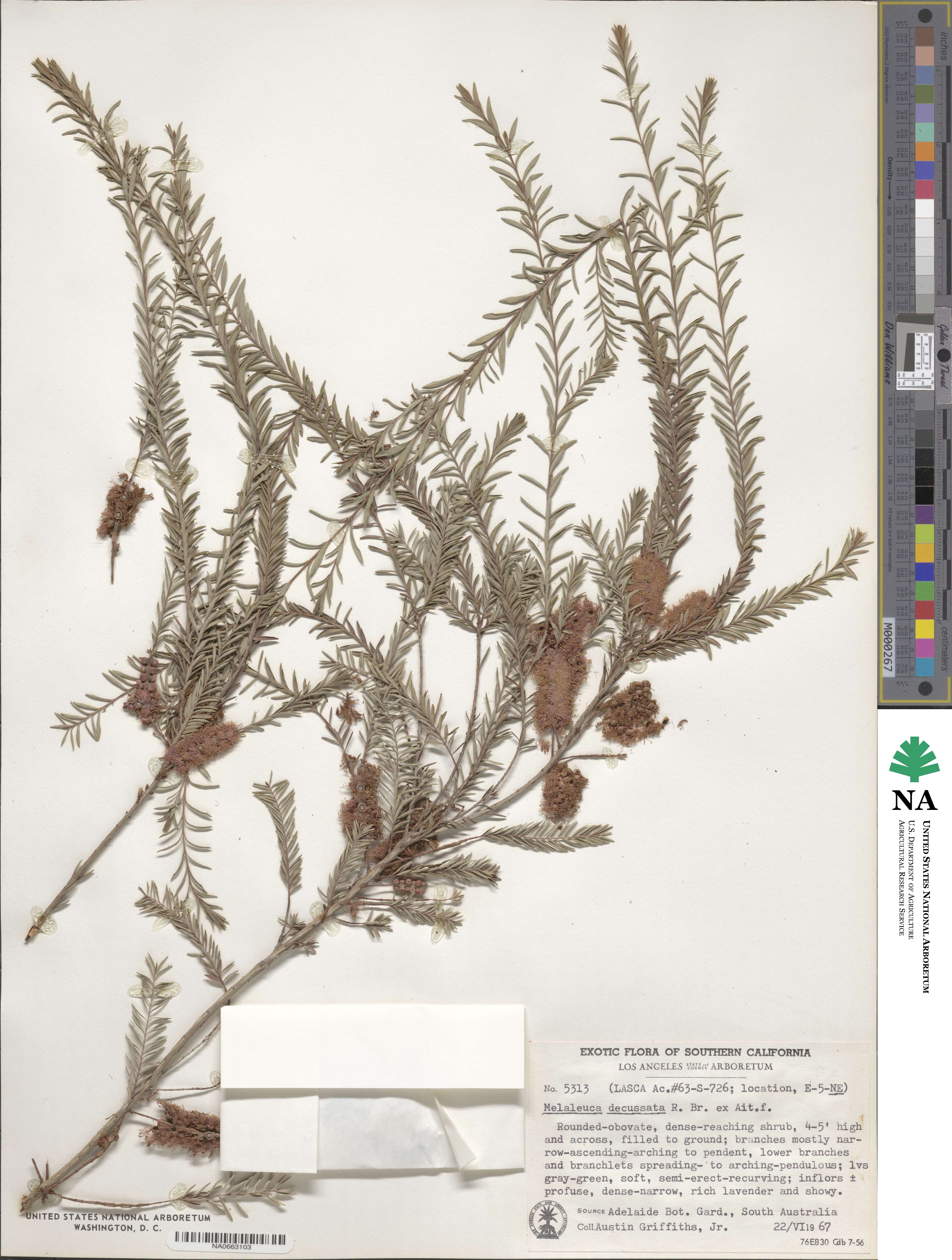 Melaleuca decussata image