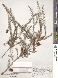 Melaleuca decussata image