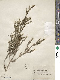 Melaleuca decussata image