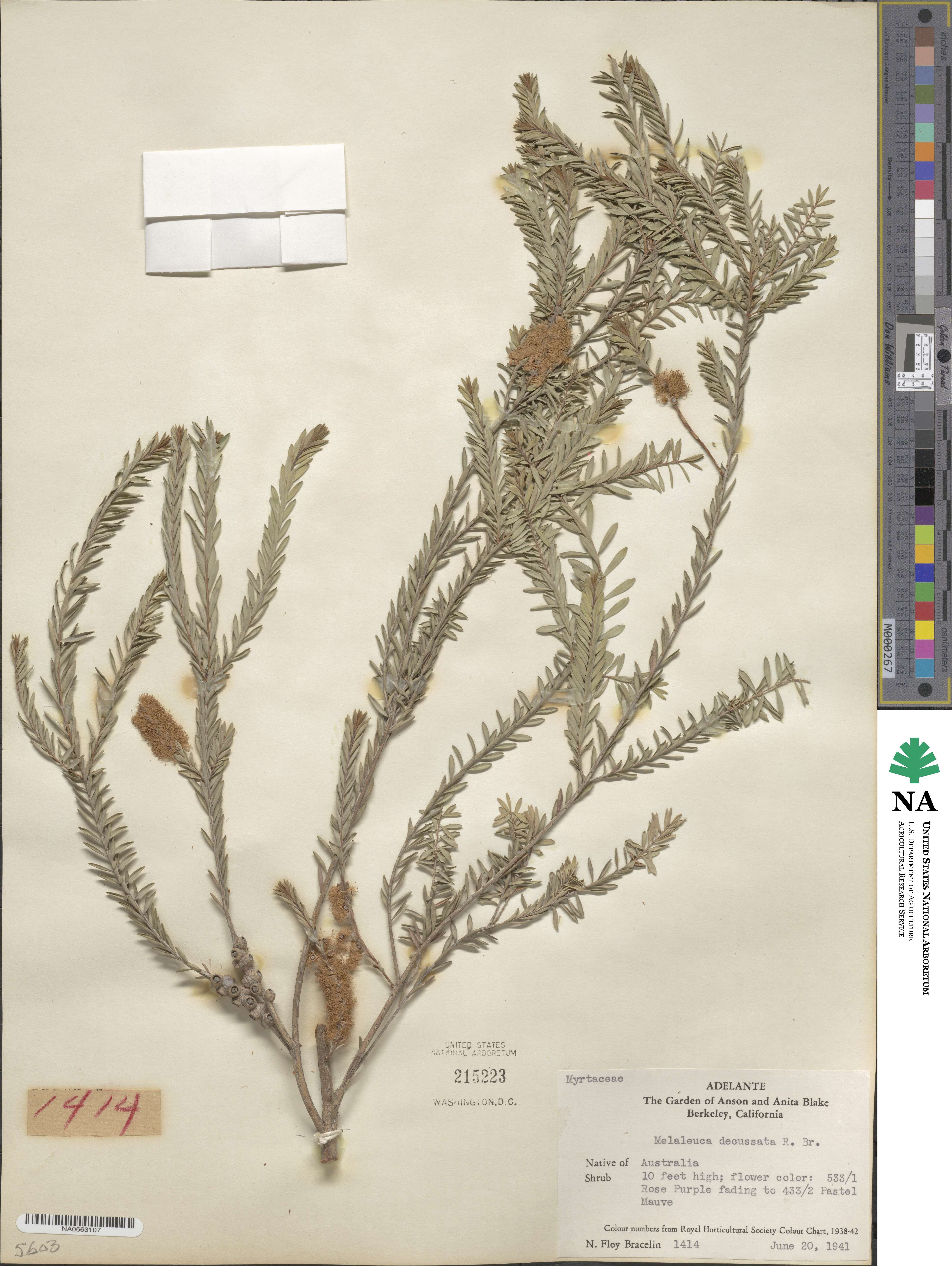 Melaleuca decussata image