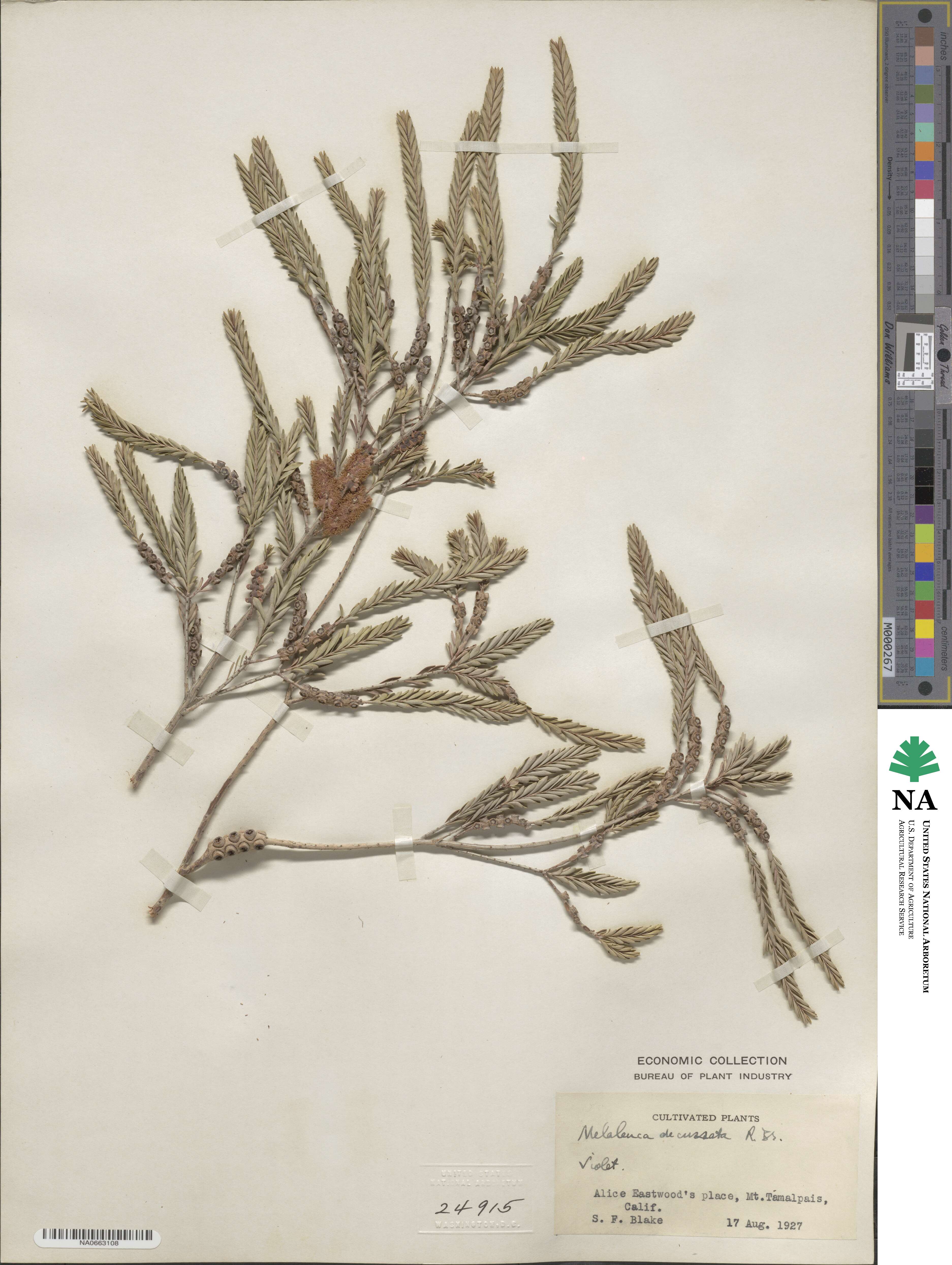 Melaleuca decussata image