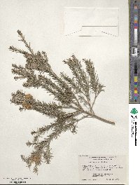 Melaleuca ericifolia image