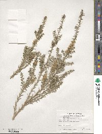 Melaleuca ericifolia image