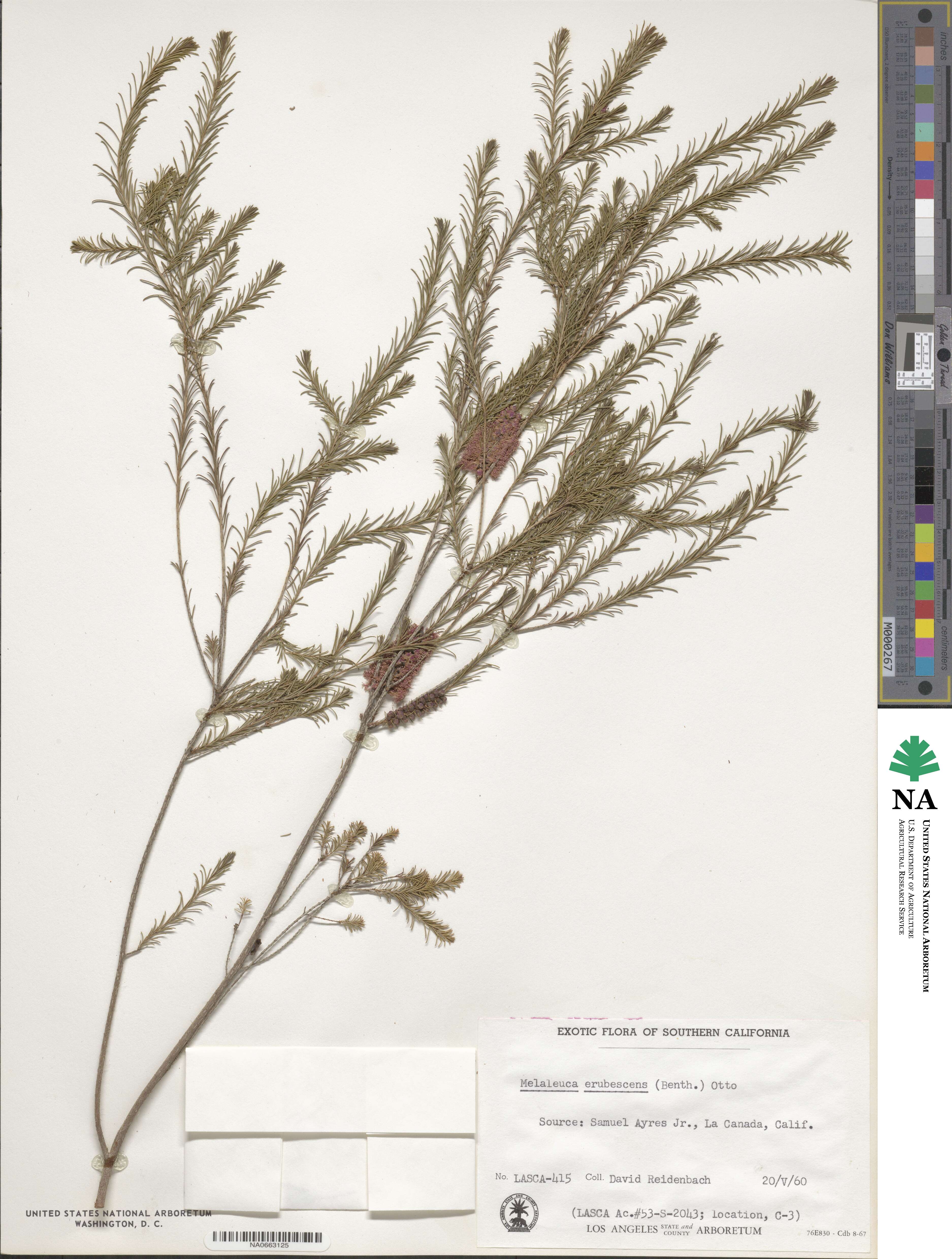 Melaleuca erubescens image