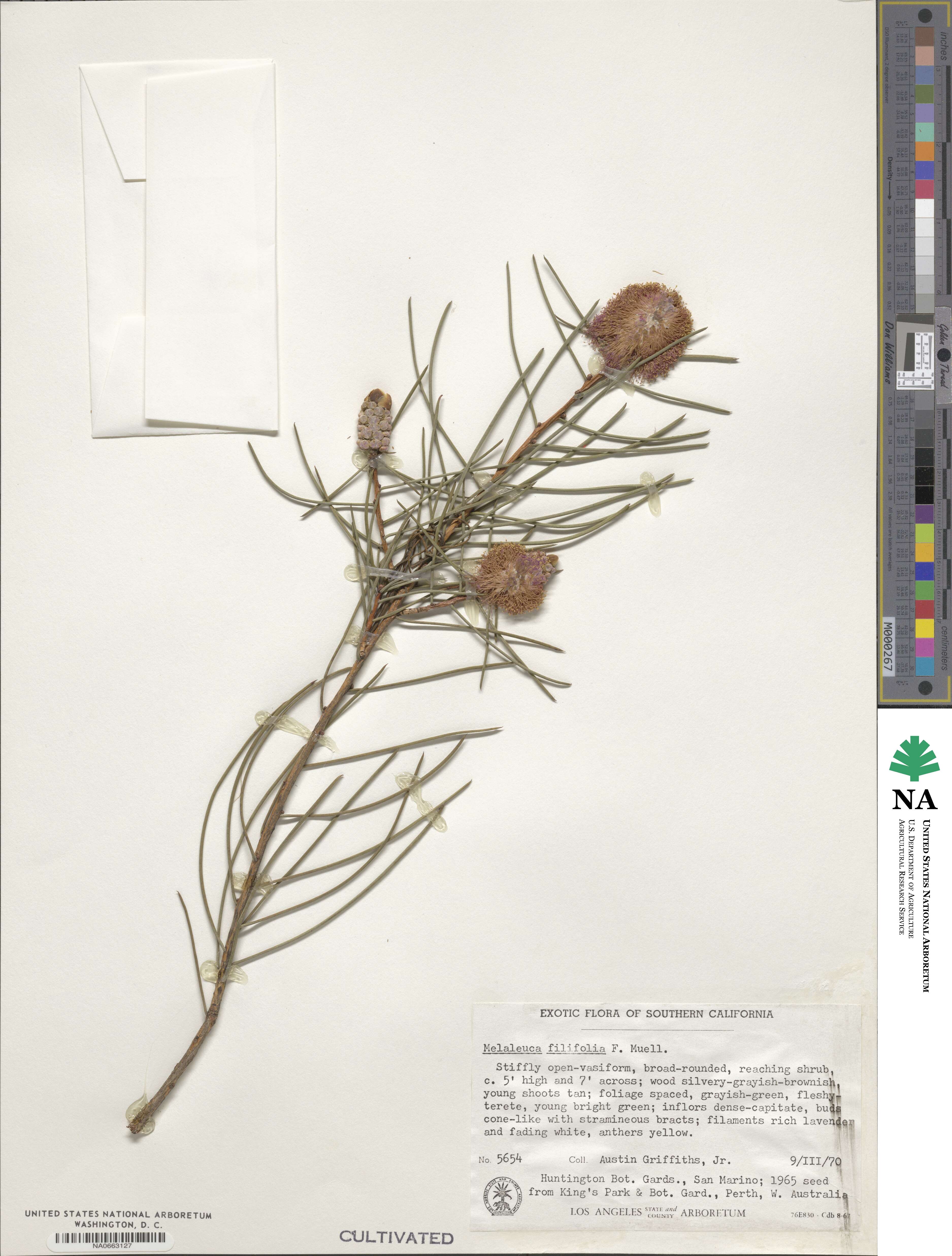 Melaleuca filifolia image