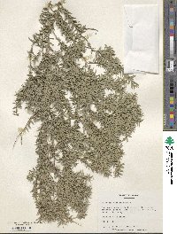 Melaleuca decora image