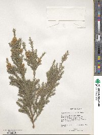 Melaleuca decora image