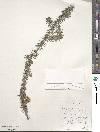 Melaleuca incana image