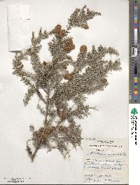 Melaleuca incana image