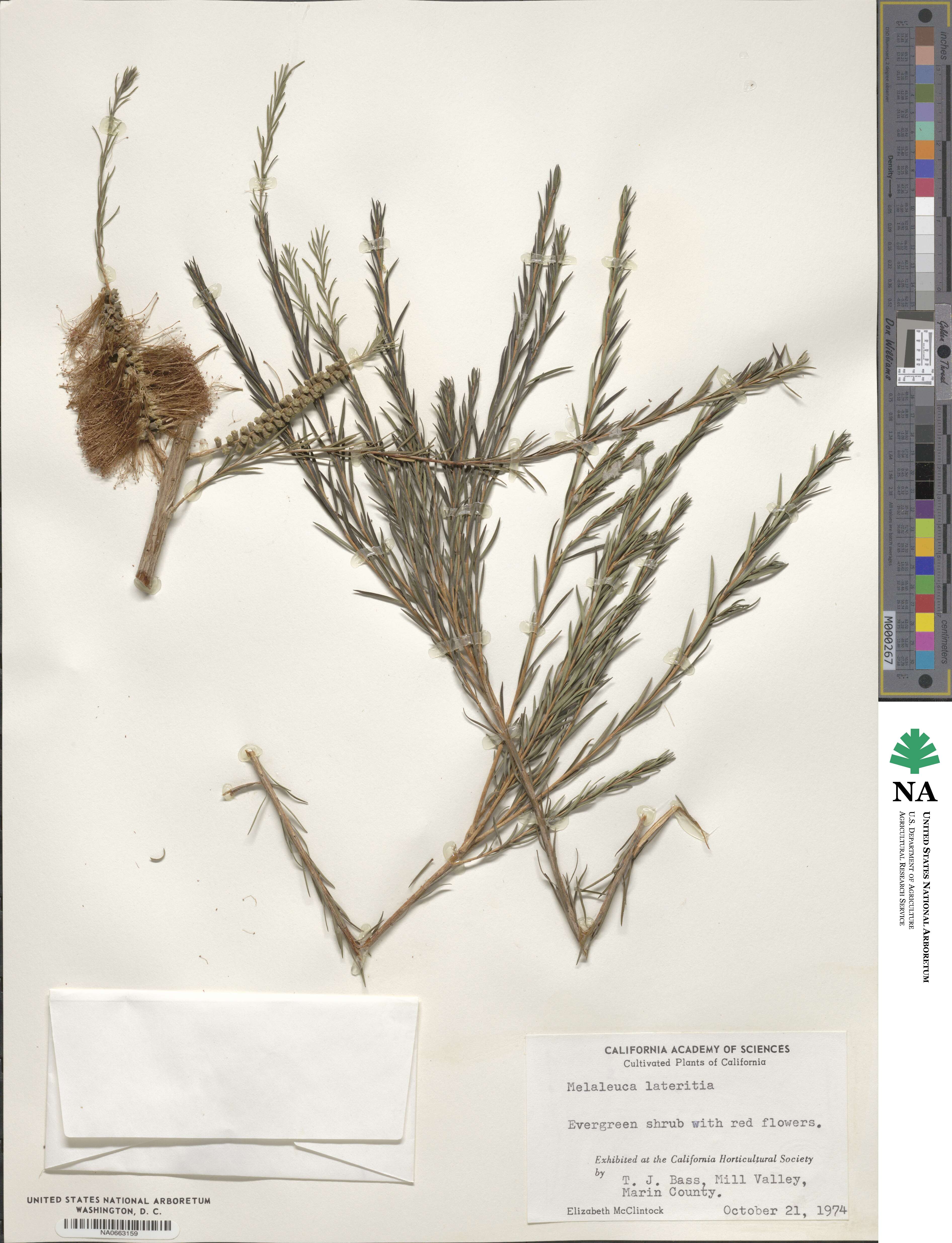 Melaleuca lateritia image