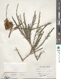 Melaleuca lateritia image