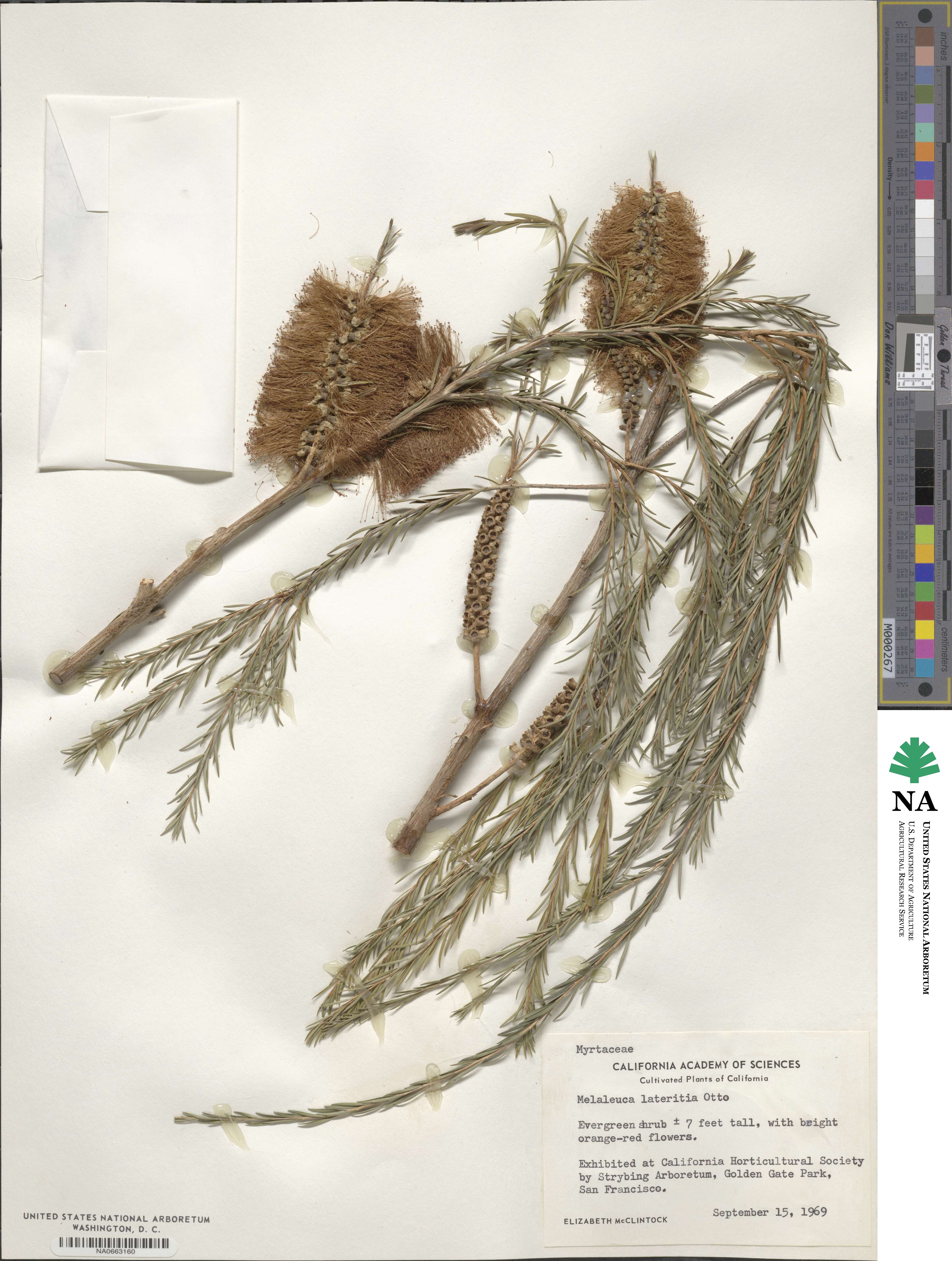 Melaleuca lateritia image