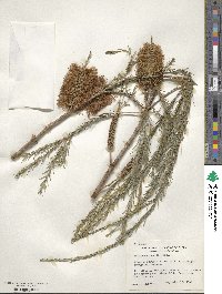 Melaleuca lateritia image