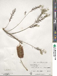 Melaleuca lateritia image