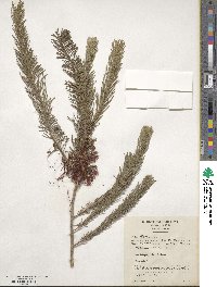 Melaleuca lateritia image