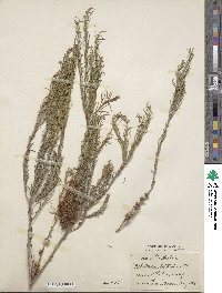 Melaleuca lateritia image