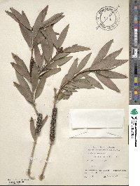 Melaleuca leucadendra image