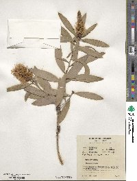 Melaleuca leucadendra image