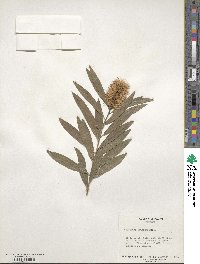 Melaleuca leucadendra image