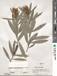 Melaleuca leucadendra image