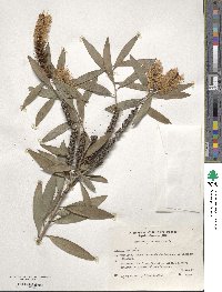 Melaleuca leucadendra image