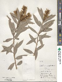 Melaleuca leucadendra image