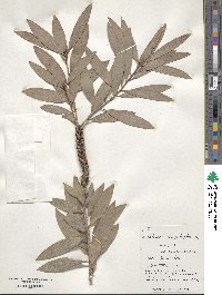 Melaleuca leucadendra image