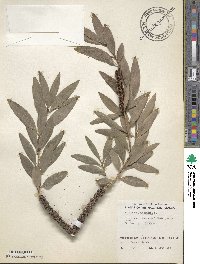 Melaleuca leucadendra image