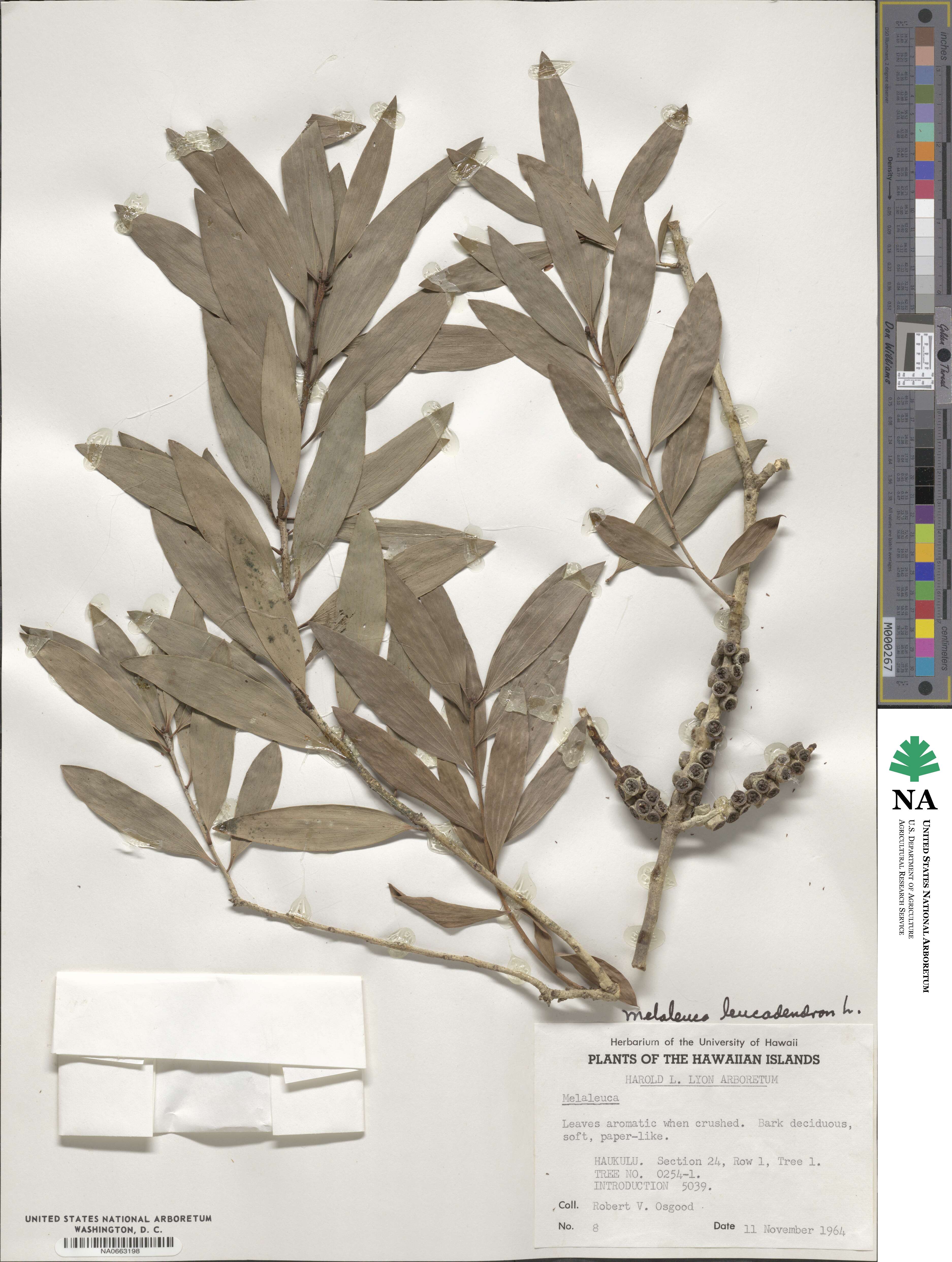 Melaleuca leucadendra image