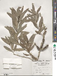 Melaleuca leucadendra image