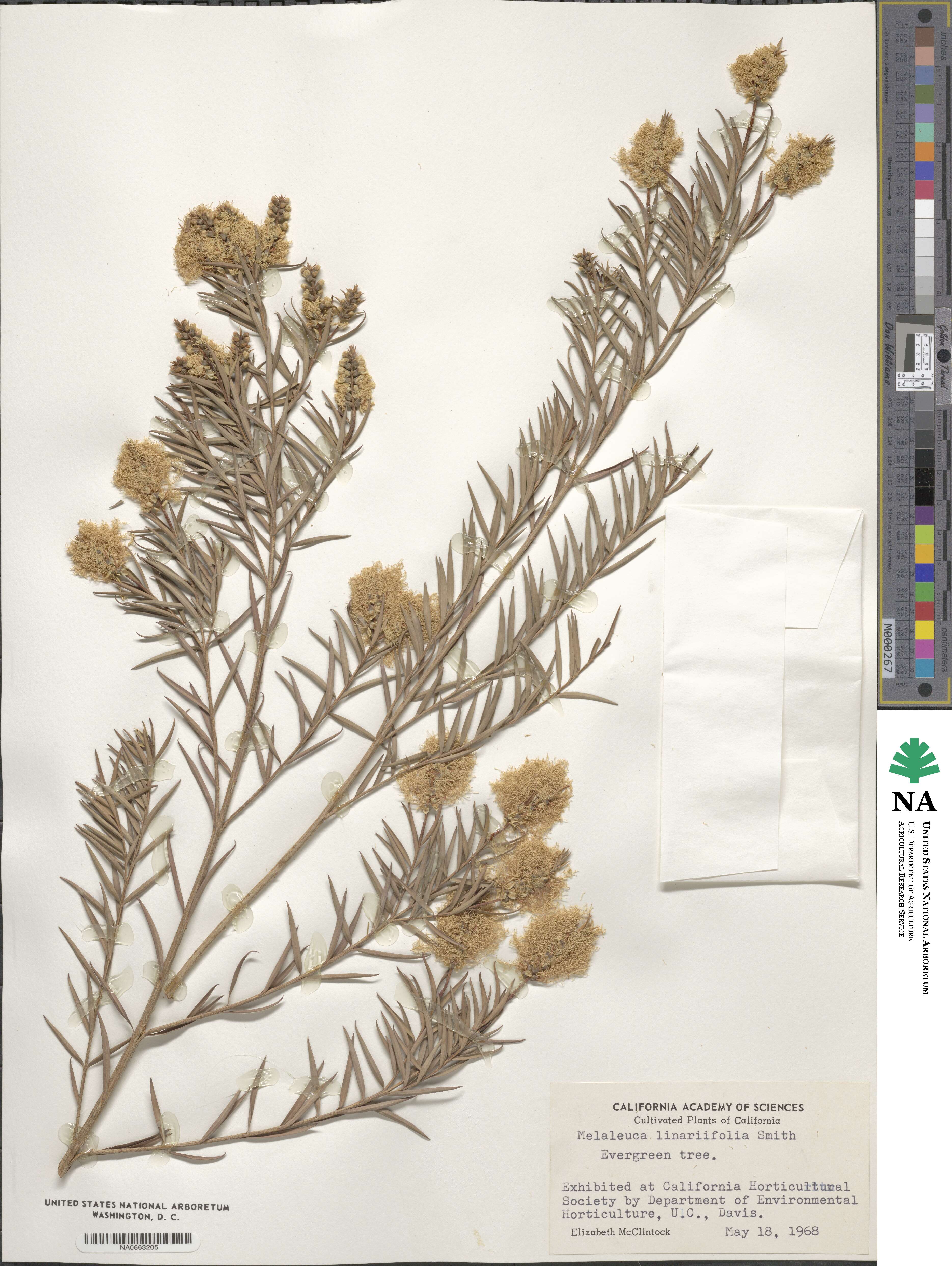 Callistemon linearifolius image