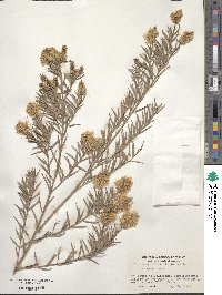 Callistemon linearifolius image