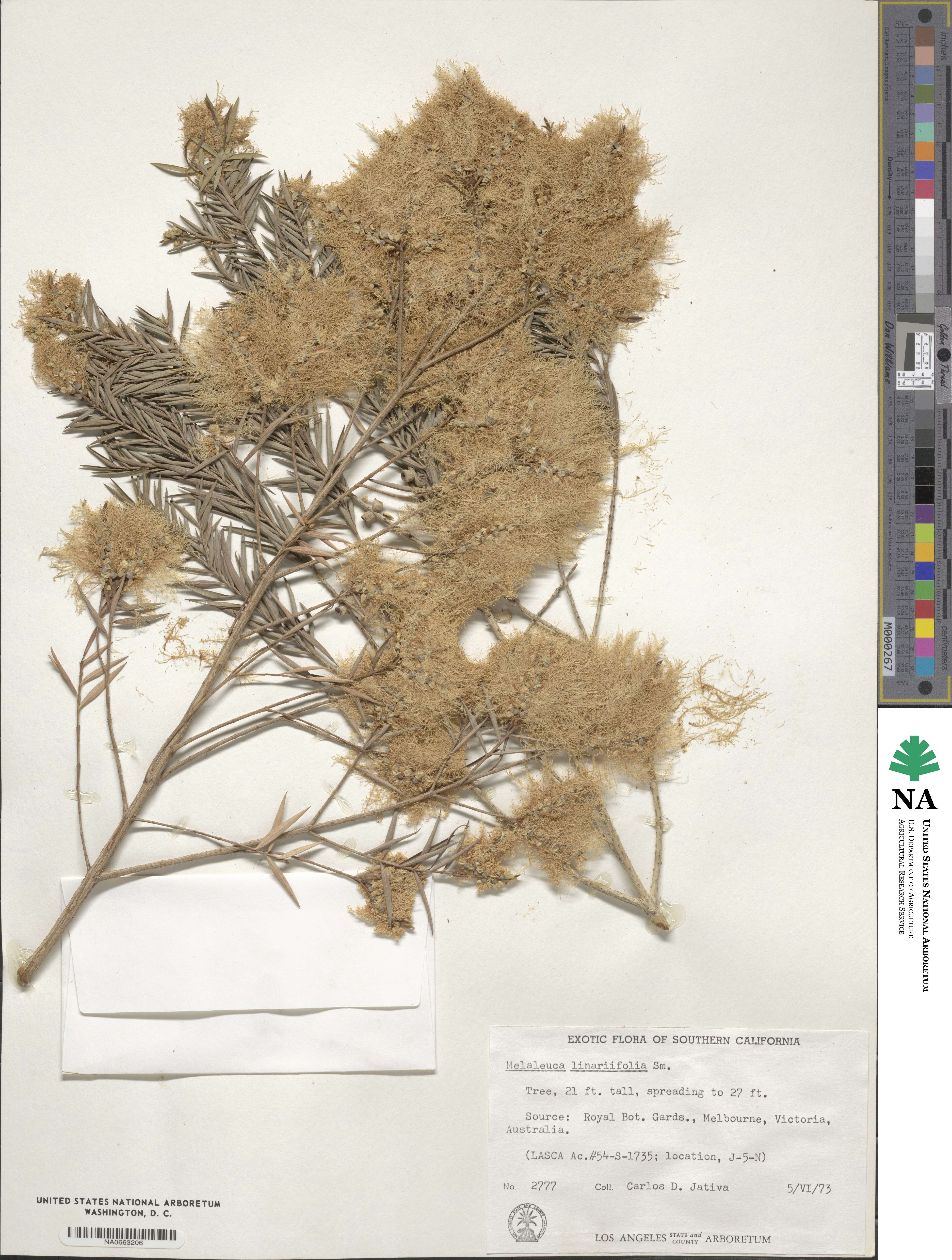 Callistemon linearifolius image