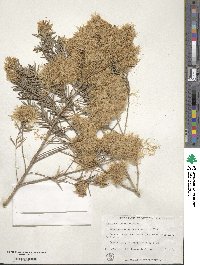 Callistemon linearifolius image