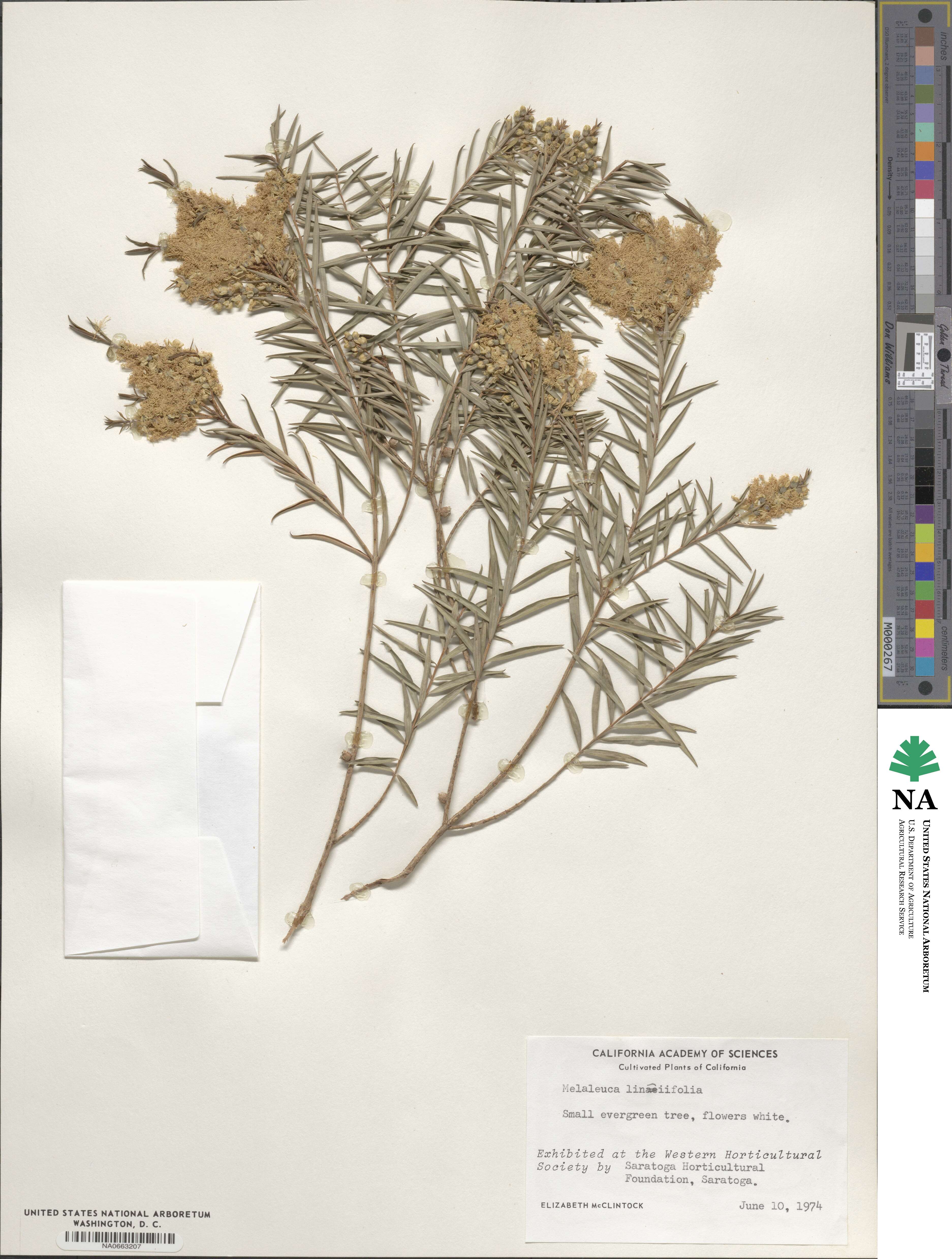 Callistemon linearifolius image